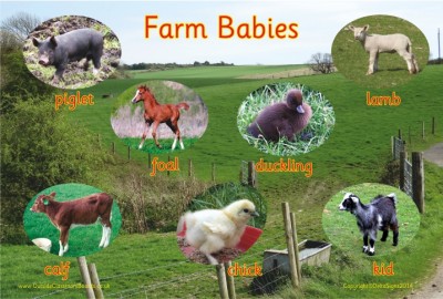 FARM BABIES - PHOTOGRAPHIC BOARD