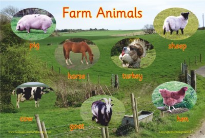 FARM ANIMALS - PHOTOGRAPHIC BOARD