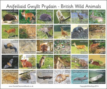 30 BILINGUAL WELSH BRITISH WILD ANIMALS - PHOTO
