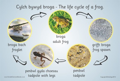 THE LIFE CYCLE OF A FROG (PHOTOGRAPHIC)