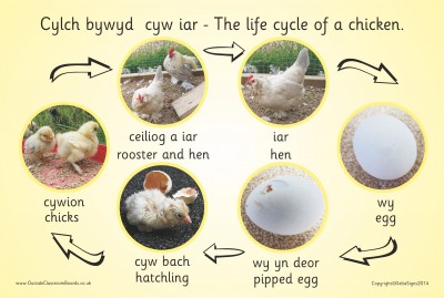 THE LIFE CYCLE OF A CHICKEN (PHOTOGRAPHIC)