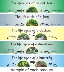 SET OF 5 WELSH/BILINGUAL PHOTOGRAPHIC LIFE CYCLE BOARDS (FROG, BUTTERFLY, CHICKEN, OAK TREE