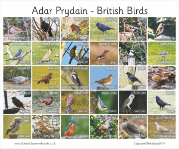 30 BILINGUAL WELSH BRITISH BIRDS - PHOTO