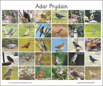 30 WELSH BRITISH BIRDS - PHOTO
