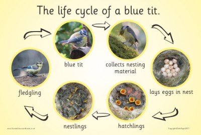 THE LIFE CYCLE OF A BLUE TIT (PHOTOGRAPHIC)