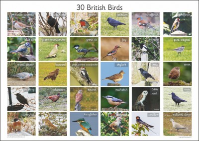 30 BRITISH BIRDS A2 PAPER POSTER