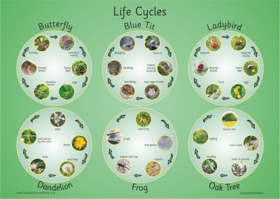 SIX PHOTOGRAPHIC LIFE CYCLES PAPER POSTER