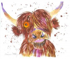 One eyed Highland Cow