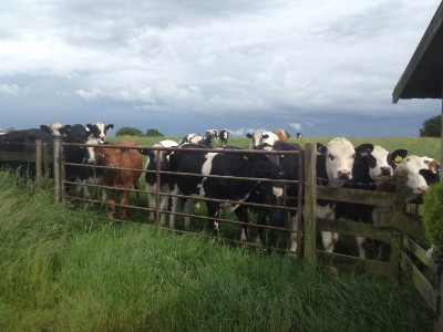 Our Friendly Cows