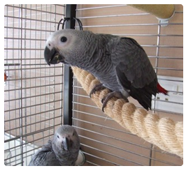 African Grey Growth Chart